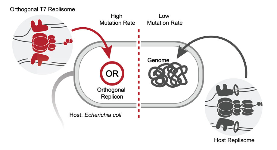 Schematic of the T7-ORACLE system. The genome is maintained by the non-mutagenic host replisome (gray), while an orthogonal T7 replisome (red) maintains only a dedicated plasmid (OR) at 100,000-fold elevated mutation rate. Schematic of the T7-ORACLE system. The genome is maintained by the non-mutagenic host replisome (gray), while an orthogonal T7 replisome (red) maintains only a dedicated plasmid (OR) at 100,000-fold elevated mutation rate.