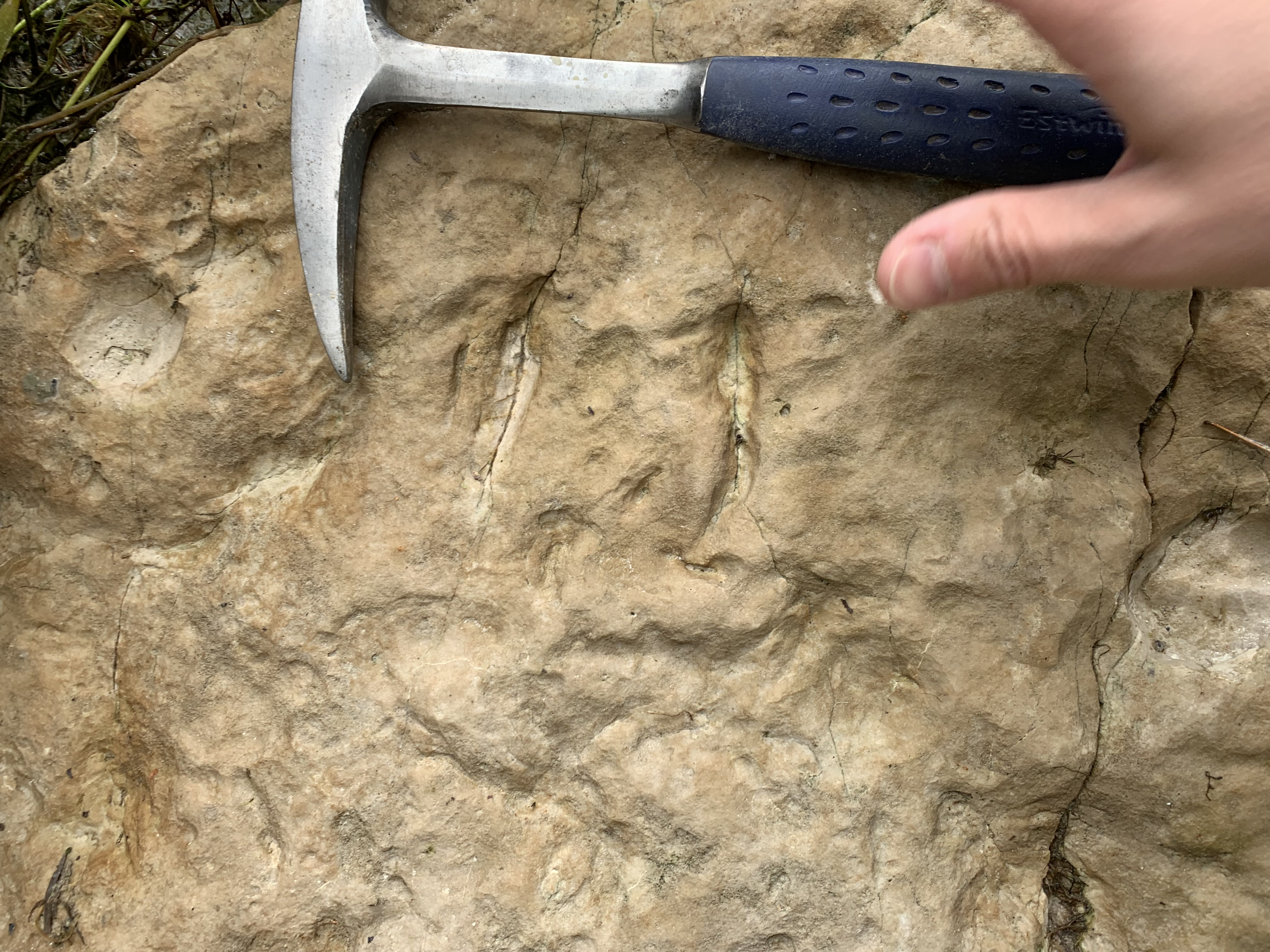 Resting trace of the dipnoan fish Broomichnium ujazdensis. Resting trace of the dipnoan fish Broomichnium ujazdensis.