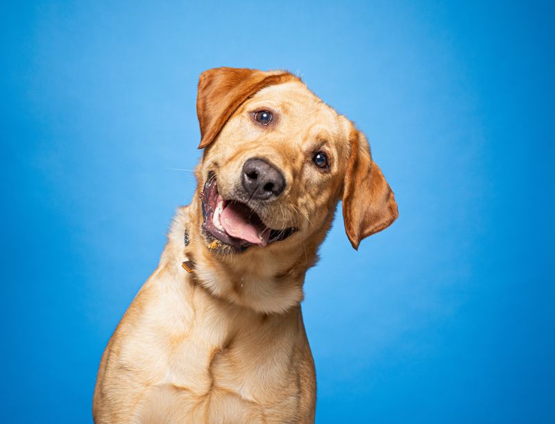 A photo of a Labrador looking at the camera. The dog has its head tilted to the right. The dog is set against a blue background. 
