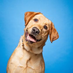 A photo of a Labrador looking at the camera. The dog has its head tilted to the right. The dog is set against a blue background. 