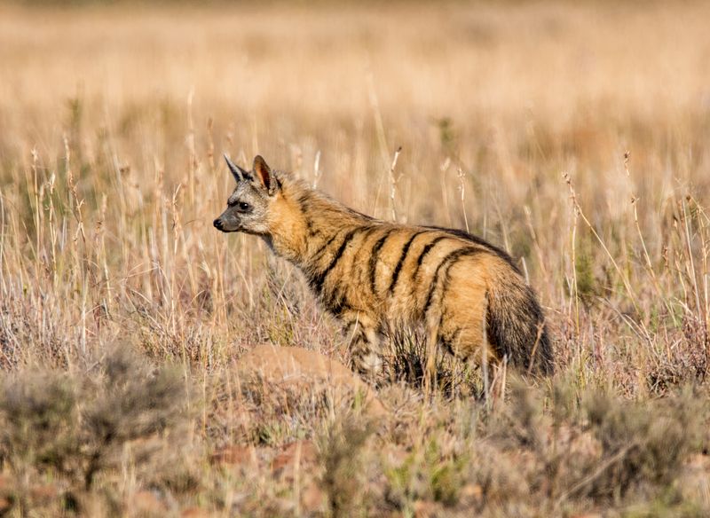 An Aardwolf foraging at dusk in Southern African savanna