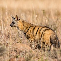 An Aardwolf foraging at dusk in Southern African savanna