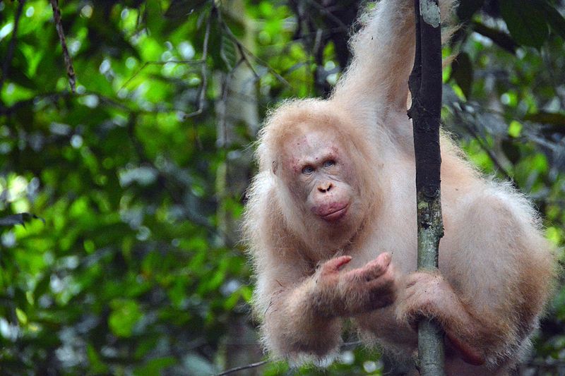 A white orangutan hangs onto a slim tree trunk in the jungle.