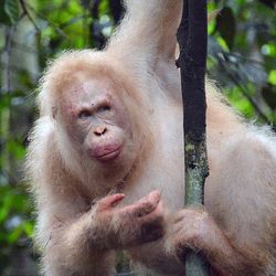 A white orangutan hangs onto a slim tree trunk in the jungle.