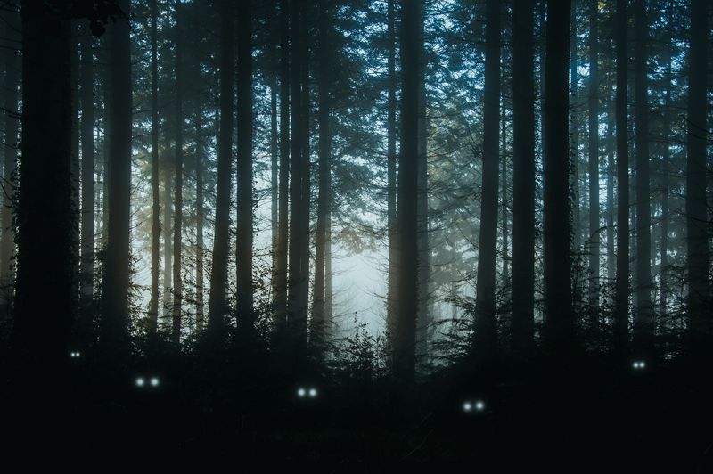 Spooky glowing eyes in a dark forest