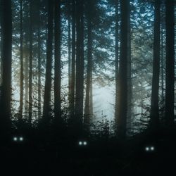 Spooky glowing eyes in a dark forest