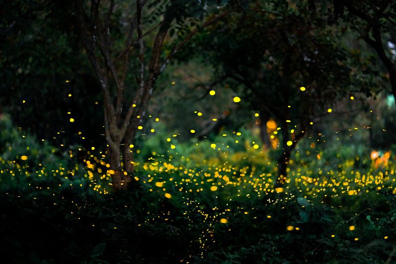 A photo of a grassy are with a woodland backdrop. The photo was taken at dusk, so the light is low and you can only make out certain aspects of the surrounding area. However, the foreground is filled with yellow dots of fireflies in the grass or taking to the air. 