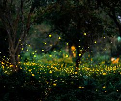 A photo of a grassy are with a woodland backdrop. The photo was taken at dusk, so the light is low and you can only make out certain aspects of the surrounding area. However, the foreground is filled with yellow dots of fireflies in the grass or taking to the air. 