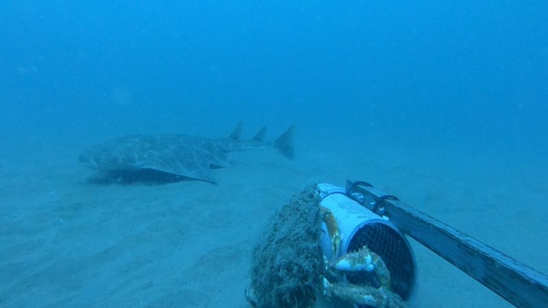 angelshark (Squatina squatina) swimming along the seafloor