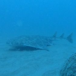 angelshark (Squatina squatina) swimming along the seafloor