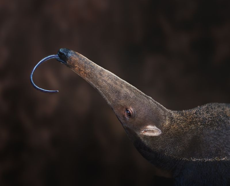 A close up photo of an anteater's long snout as it extends its long purple tongue out of its mouth. The anteater's long face shows its small eyes and ears at the base of its head as it tips its neck up.