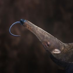 A close up photo of an anteater's long snout as it extends its long purple tongue out of its mouth. The anteater's long face shows its small eyes and ears at the base of its head as it tips its neck up.