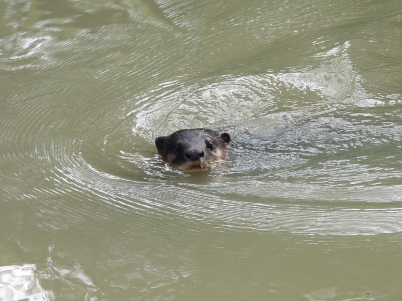 Asian small-clawed otter swimming 