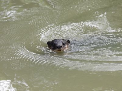 Asian small-clawed otter swimming 