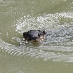 Asian small-clawed otter swimming 