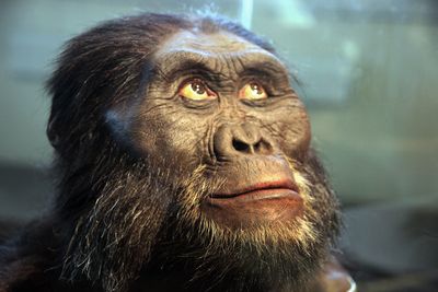 A reconstruction of the head of an Australopithecus afarensis