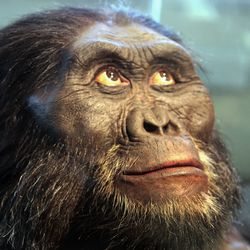 A reconstruction of the head of an Australopithecus afarensis