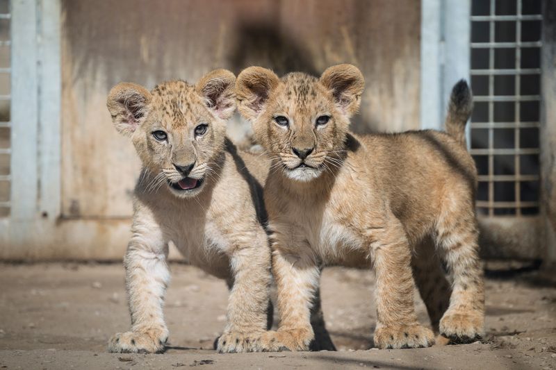 two adorable lion cubs standing and looking directly at the camera