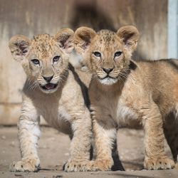 two adorable lion cubs standing and looking directly at the camera