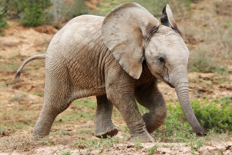 Baby African elephant running across a field.