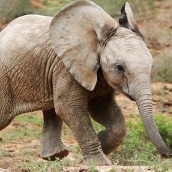 Baby African elephant running across a field.