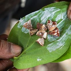 Betel nut
