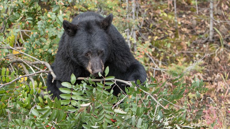 Black bear feeding on mountain ash near the Mammoth to Tower Road; 