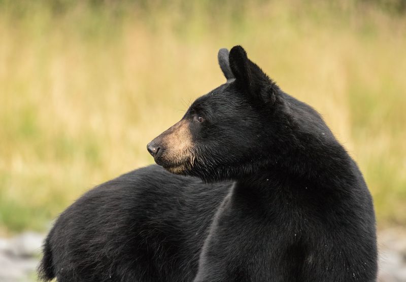 Black bear looking to the left sign of the screen