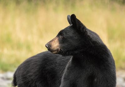 Black bear looking to the left sign of the screen