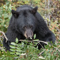 Black bear feeding on mountain ash near the Mammoth to Tower Road; 