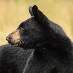 Black bear looking to the left sign of the screen