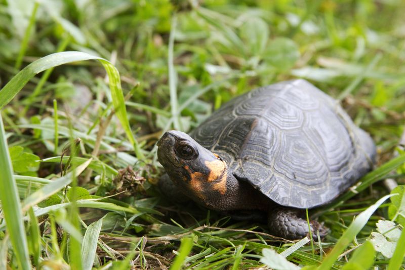 An adult bog turtle shows off its orange neck patch.