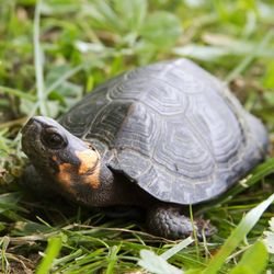 An adult bog turtle shows off its orange neck patch.