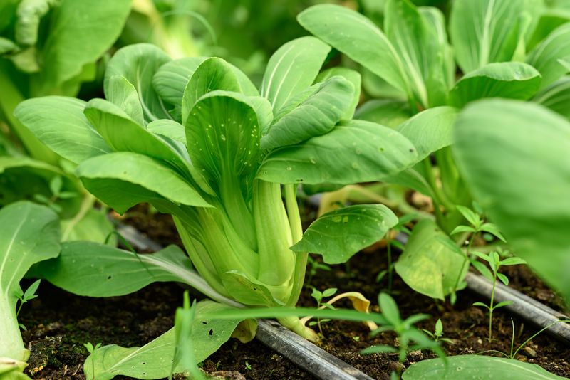 close up of leafy green bok choy growing in a vegetable garden