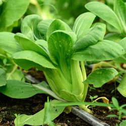 close up of leafy green bok choy growing in a vegetable garden