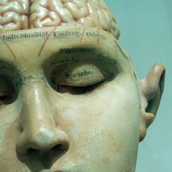An outdated model of the human brain and head from the early 20th century.