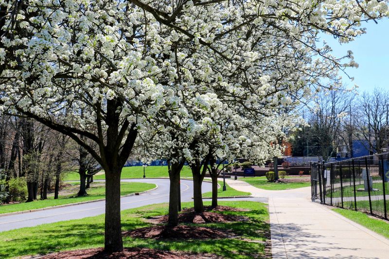 A row of Callery pear trees in full bloom with white flowers lines a sidewalk and road on a sunny day. Green grass and other trees are visible in the background, suggesting a park or campus.