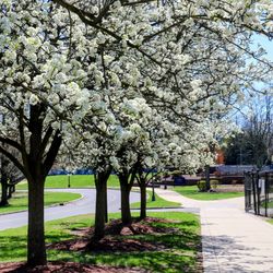 A row of Callery pear trees in full bloom with white flowers lines a sidewalk and road on a sunny day. Green grass and other trees are visible in the background, suggesting a park or campus.