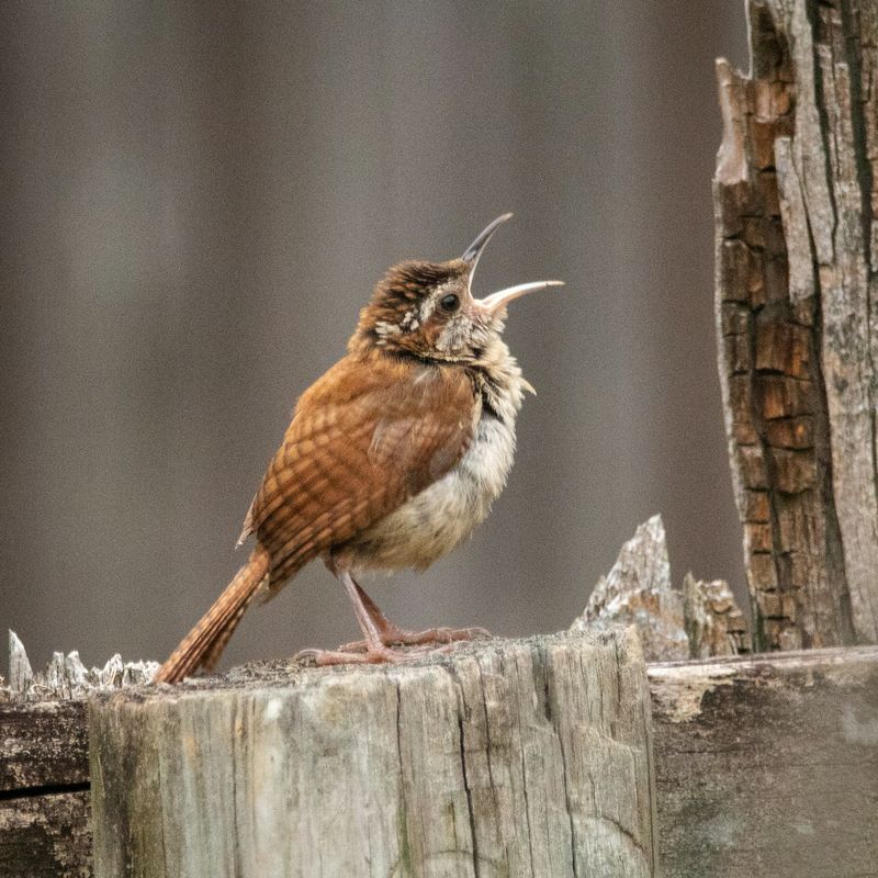 Carolina wren (Thryothorus ludovicianus)singing on a piece of wood.