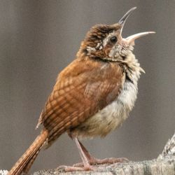 Carolina wren (Thryothorus ludovicianus)singing on a piece of wood.