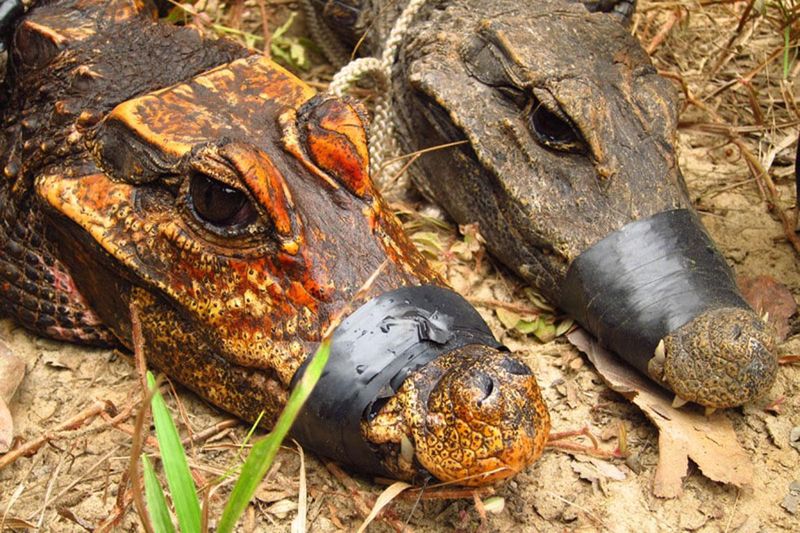An orange cave-dwelling dwarf crocodile next to a typical forest-living individual in Gabon.