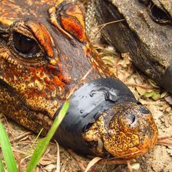 An orange cave-dwelling dwarf crocodile next to a typical forest-living individual in Gabon.