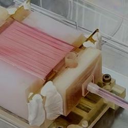 Cultivated chicken meat growing in the bioreactor. 