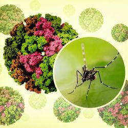 Chikungunya virus particles in shades of green and pink, with a circular cutout showing an Aedes mosquito on a green background