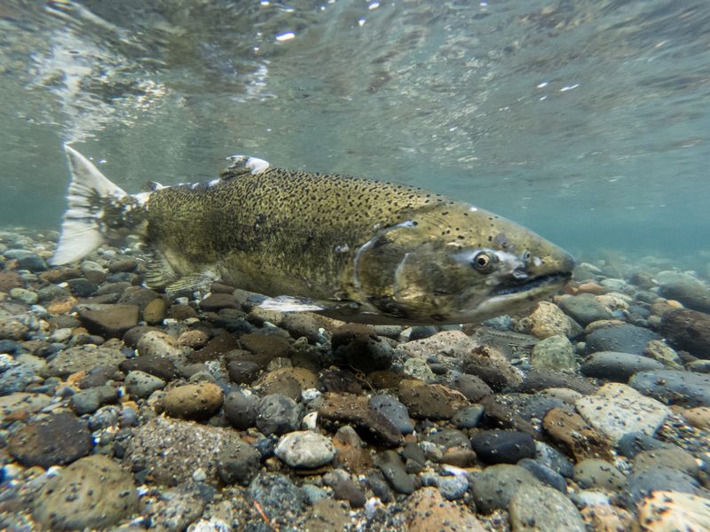 image of a Chinook salmon (Oncorhynchus tshawytscha) in a stream