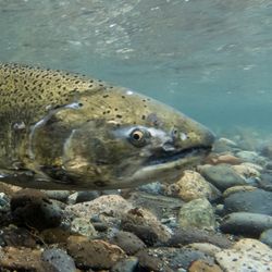 image of a Chinook salmon (Oncorhynchus tshawytscha) in a stream
