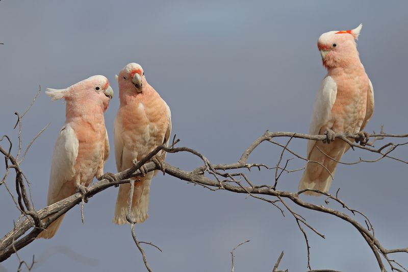 three pink cockatoos sitting on a tree branch