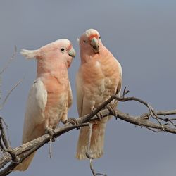 three pink cockatoos sitting on a tree branch