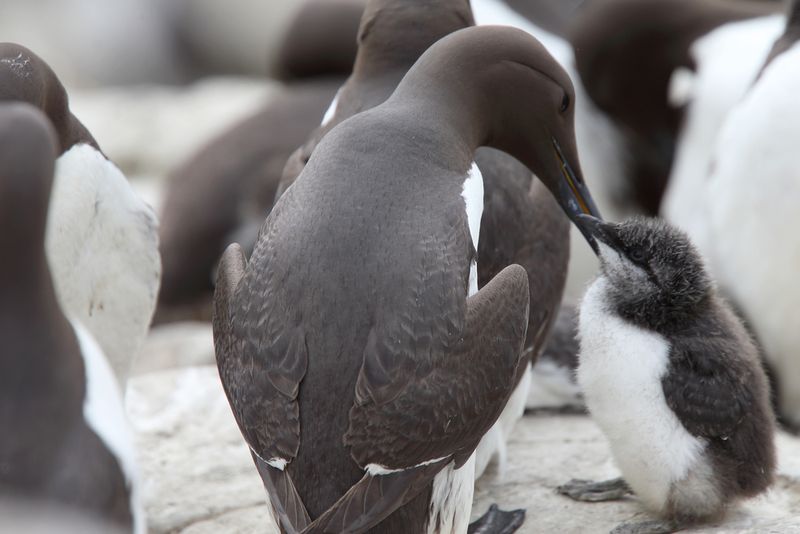 The Common Murre die off event. 