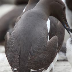 The Common Murre die off event. 